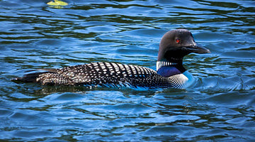common loon swimming in a harbor