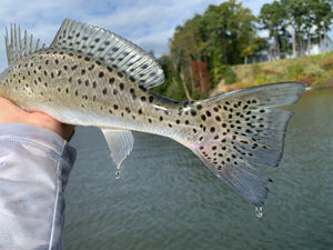 spotted tail of a weakfish held by angler