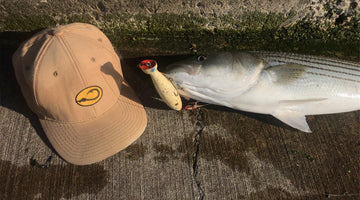 VIDEO: Rum Point Striper