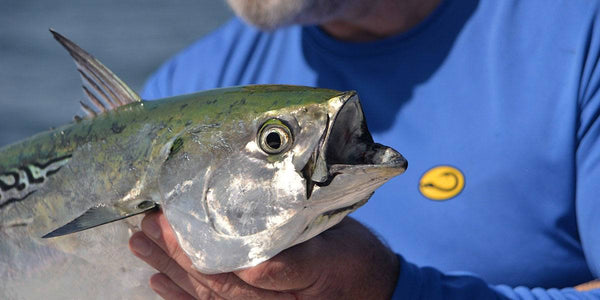 man wearing Hook Life fishing shirt holding a false albacore