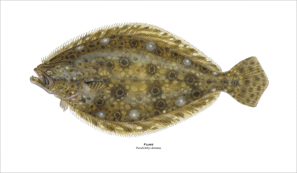 fishing art print of fluke